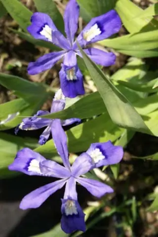 Iris cristata
