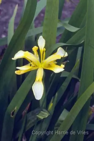 Iris foetidissima 'Citrina'