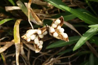 Iris foetidissima 'Fructo-Alba'