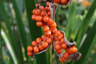 Iris foetidissima