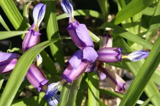 Iris graminea 'Compact Form'