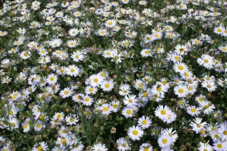 Kalimeris incisa 'Madiva'