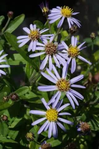 Kalimeris incisa 'Nana Blue' Zie Aster Ageratoides Adustus 'Nanus'