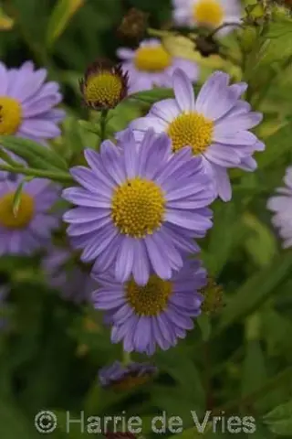 Kalimeris mongolica 'Antonia'