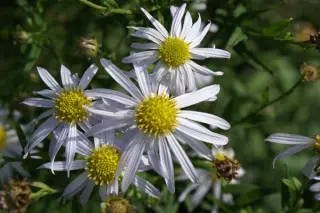 Kalimeris mongolica 'Mon Jardin'