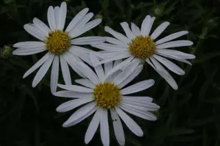 Kalimeris pinnatifida 'Hortensis'