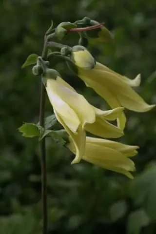 Kirengeshoma koreana