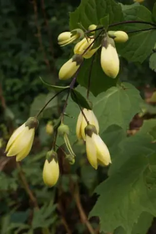 Kirengeshoma palmata