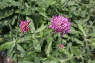 Knautia arvensis x macedonica