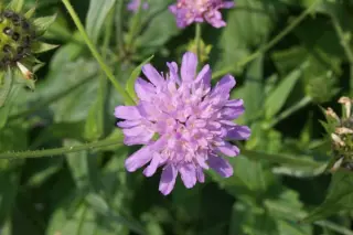 Knautia dipsacifolia