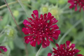 Knautia macedonica 'Mars Midget'