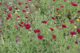 Knautia macedonica (gezaaid)