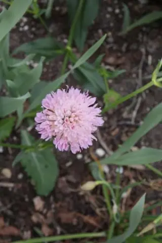 Knautia sarajevensis