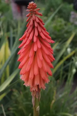 Kniphofia 'Coral Sceptre'