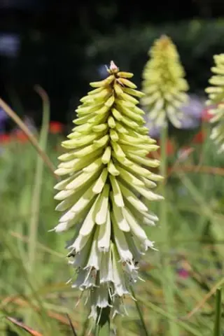Kniphofia 'Ice Queen'