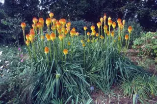 Kniphofia rooperi