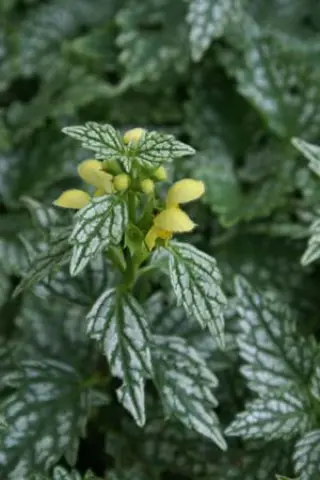 Lamium galeobdolon 'Herman's Pride'