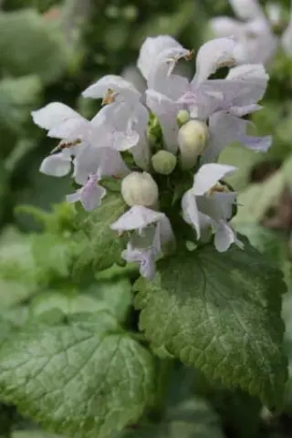 Lamium maculatum 'Pink Pewter'