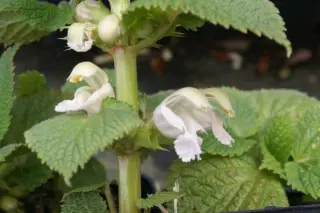 Lamium orvala 'Album'