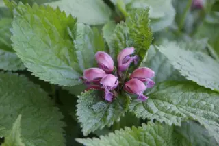 Lamium orvala 'Silva'
