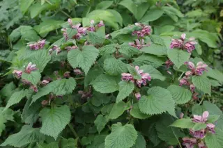 Lamium orvala (zaailingen)