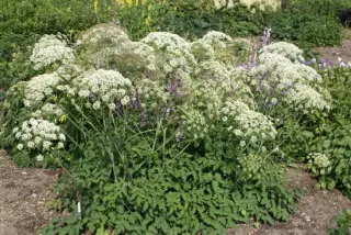 Laserpitium latifolium