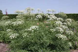 Laserpitium siler