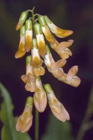 Lathyrus aureus