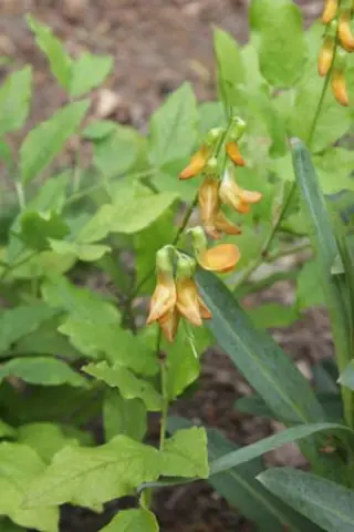 Lathyrus gmelinii