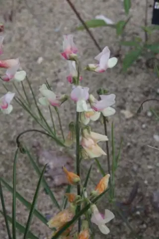 Lathyrus pannonicus varius