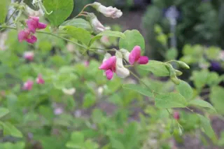 Lathyrus roseus