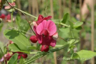 Lathyrus rotundifolius 'Tillyperone'