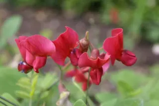 Lathyrus rotundifolius