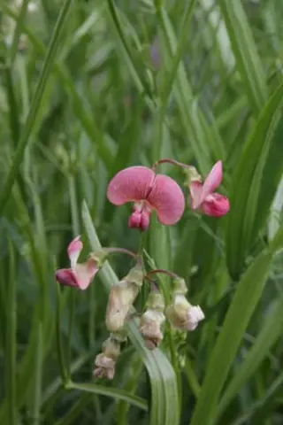 Lathyrus sylvestris ex 'Wagneri'