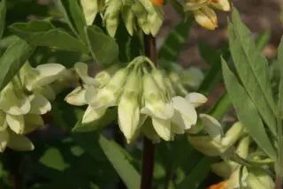 Lathyrus transsylvanicus luteus