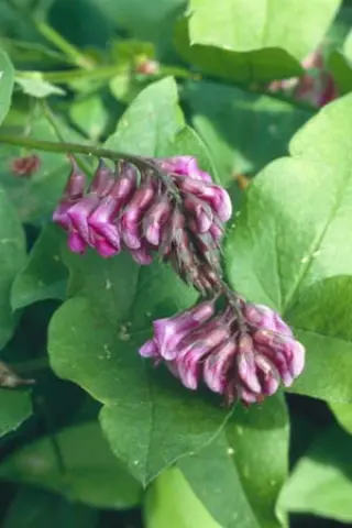 Lathyrus venetus