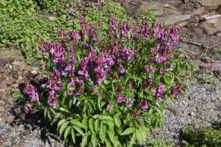 Lathyrus vernus