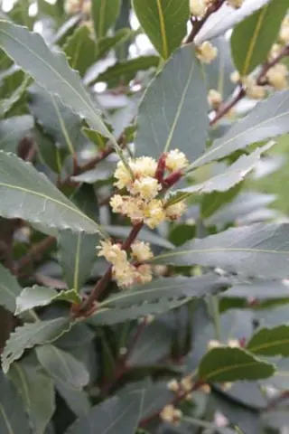 Laurus nobilis