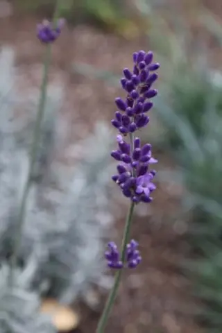Lavandula angustifolia 'Anna'