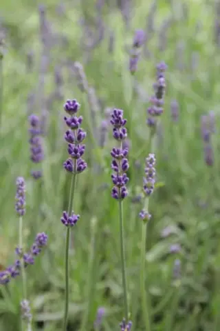Lavandula angustifolia 'Bleue Velours Charles'
