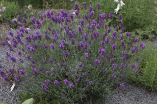 Lavandula angustifolia 'Peter Pan'
