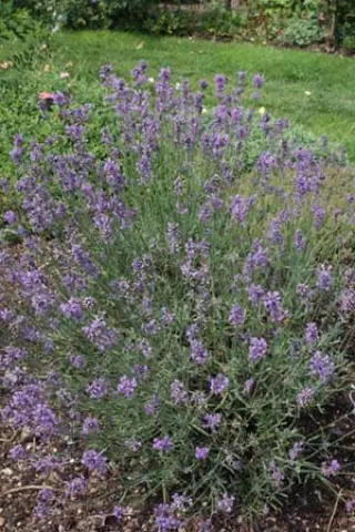 Lavandula angustifolia 'Royal Blue'