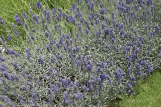 Lavandula x chaytoriae 'Sawyers'