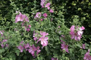 Lavatera x clementii 'Barnsley'