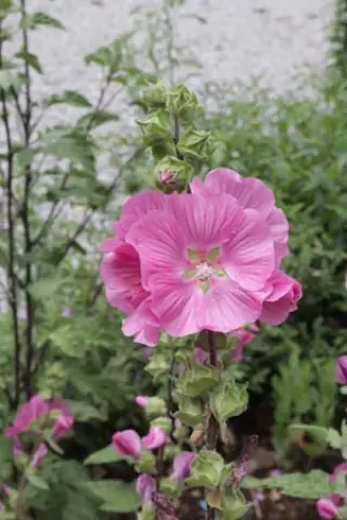 Lavatera x clementii 'Pink Frills'