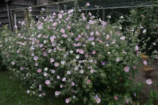 Lavatera thuringiaca 'Tauricensis'