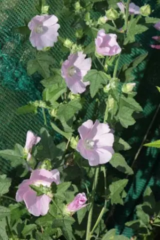 Lavatera thuringiaca