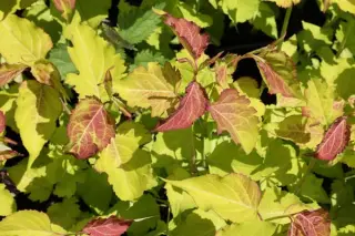 Leycesteria formosa 'Little Lanterns'