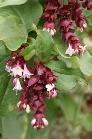 Leycesteria formosa 'Purple Rain'