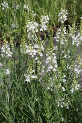 Linaria purpurea 'Springside White'
